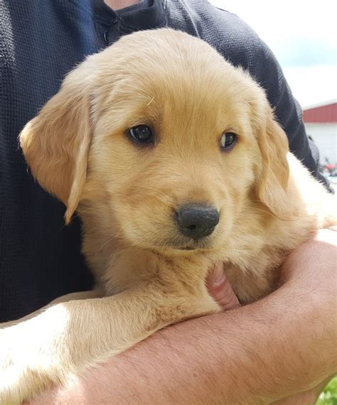 75 golden retriever 25 poodle - We have well trained male and female Goldendoodle puppies for sale at good prices. We are passionate lovers of... golden doodle mini golden doodle à vendre goldendoodle noir goldendoodle miniature...